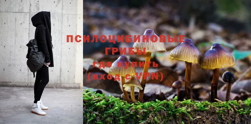 Псилоцибиновые грибы Magic Shrooms  где купить наркотик  Кедровый 